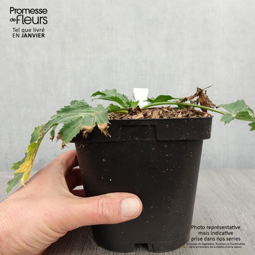 Example of Eryngium zabelii Big Blue - Panicaut Pot van 2 l/3 l as you get in hiver