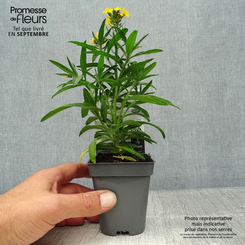 Exemplaar van Erysimum alpinum – Steenraket Kweekpotje van 8/9 cm zoals geleverd in de herfst