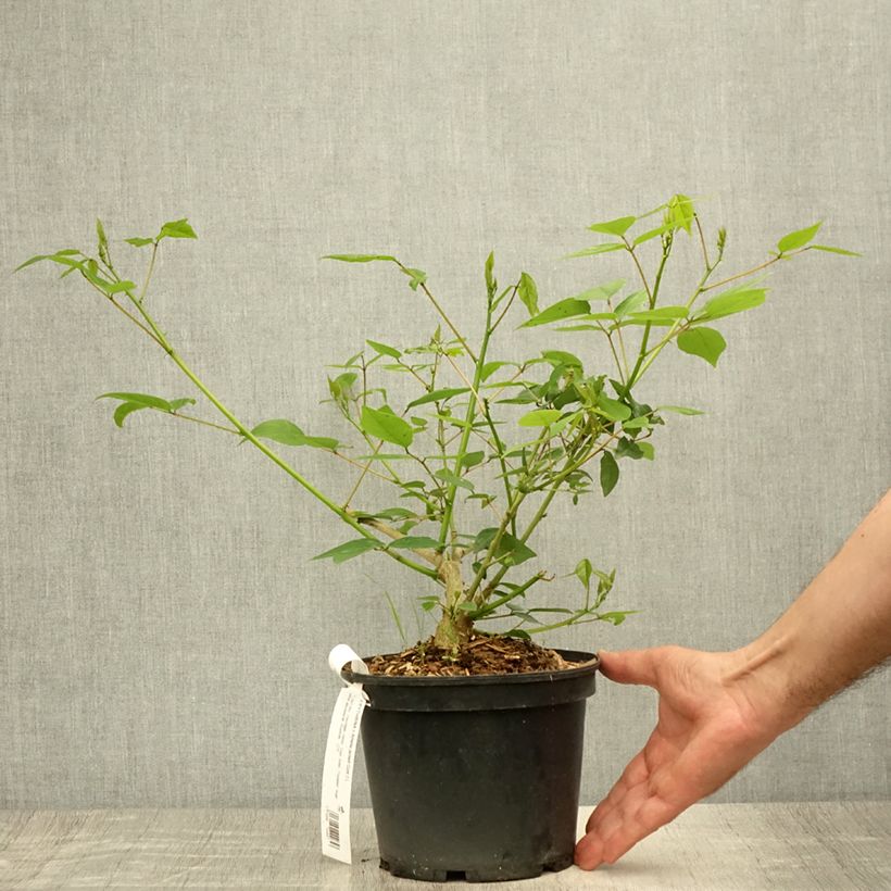Exemplaar van Erythrina Amélie Jeckert - Koraalstruik Pot van 3 l/4 l zoals geleverd in de zomer