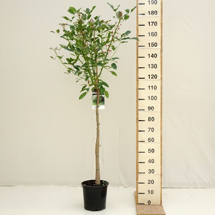 Example of Erythrina crista-galli - Erythrine Crête-de-coq. Pot van 7,5 l/10 l as you get in printemps