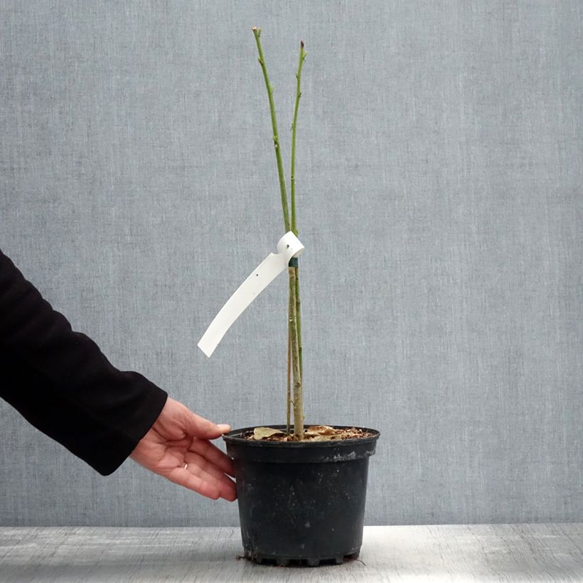 Exemplaar van Erythrina bidwillii - Koraalboom Pot van 2 l/3 l zoals geleverd in de lente