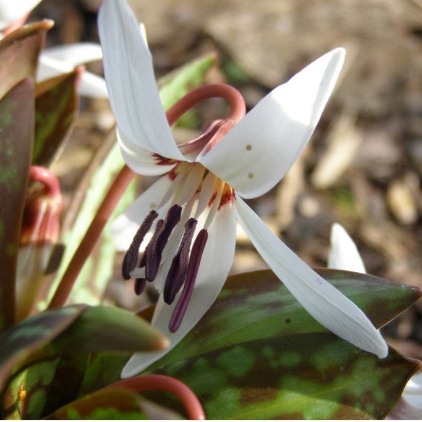 Erythronium dens canis Snowflake - Hondstand (Bloei)