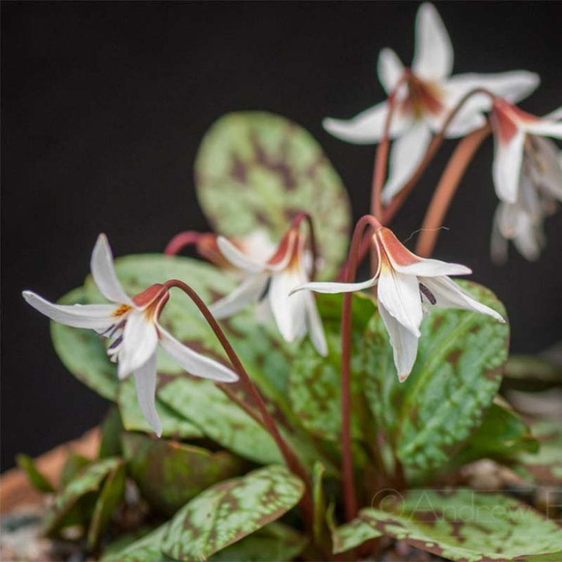 Erythronium dens canis Snowflake - Hondstand (Groeiplaats)