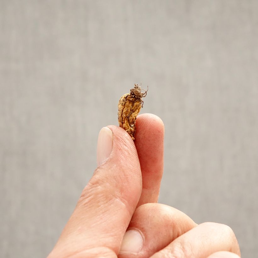 Exemplaar van Hondstand - Erythronium dens-canis Bol kaliber I zoals geleverd in de lente