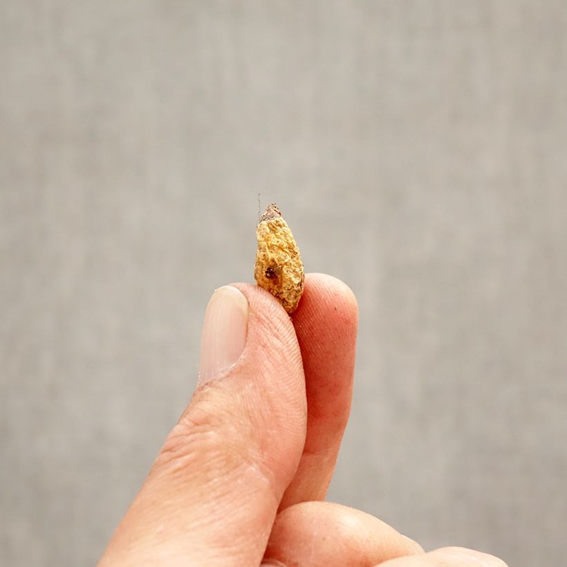 Exemplaar van Erythronium dens-canis Lilac Wonder - Hondstand Bol kaliber I zoals geleverd in de lente