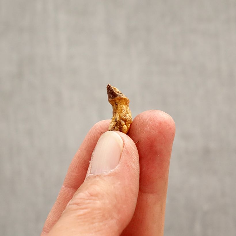 Exemplaar van Erythronium dens canis Snowflake - Hondstand Bol kaliber I zoals geleverd in de lente