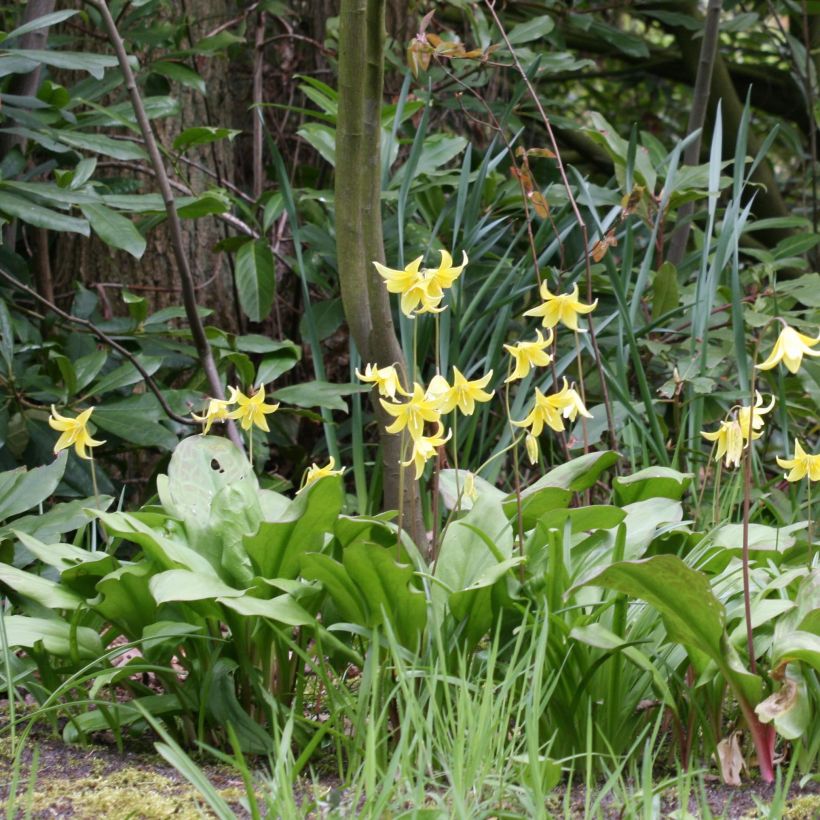 Erythronium Pagoda (Bloei)