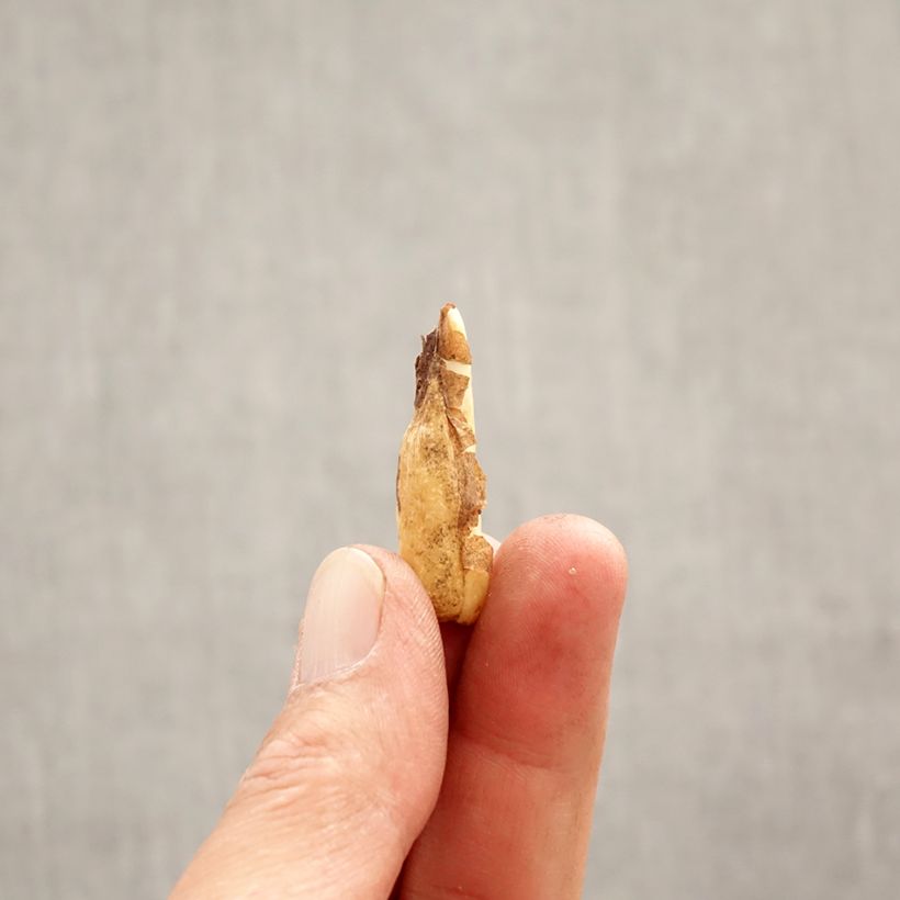 Exemplaar van Erythronium Pagoda Bol kaliber I zoals geleverd in de lente