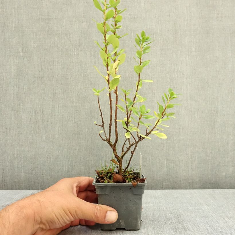 Exemplaar van Escallonia Apple Blossom - Escalloniastruik Kweekpotje van 8/9 cm zoals geleverd in de zomer