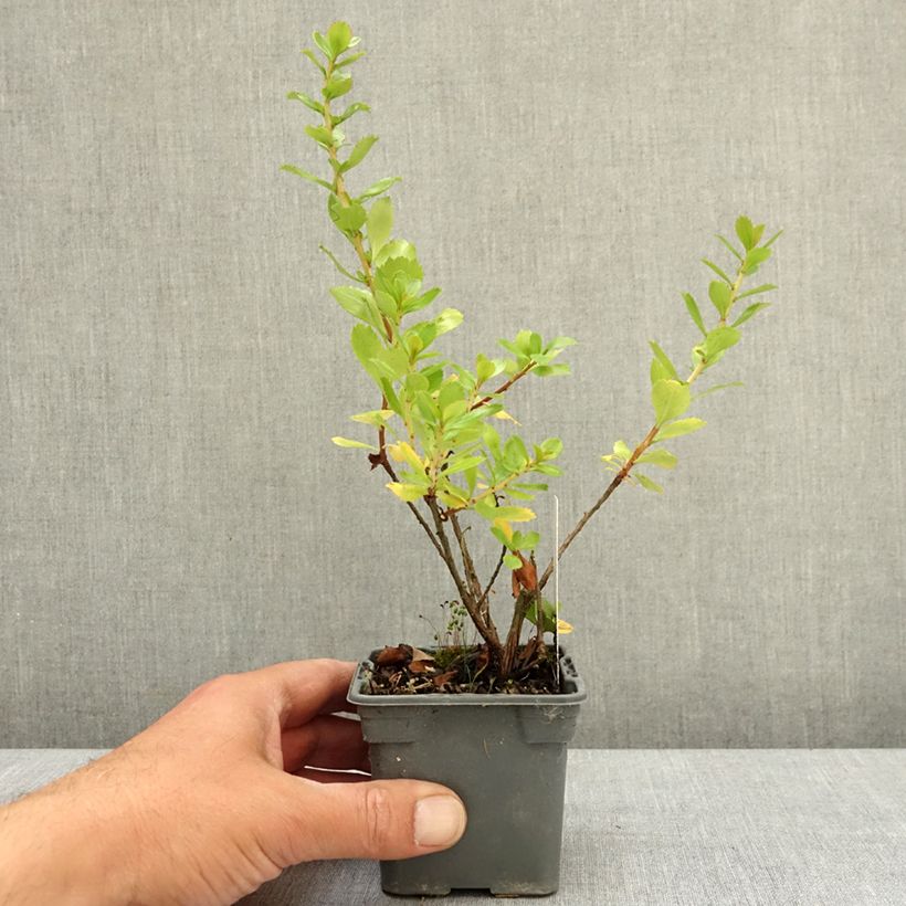 Exemplaar van Escallonia Apple Blossom - Escalloniastruik Kweekpotje van 8/9 cm zoals geleverd in de lente