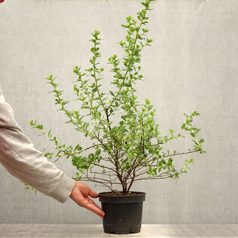 Exemplaar van Escallonia Apple Blossom - Escalloniastruik Pot van 2 l/3 l zoals geleverd in de zomer