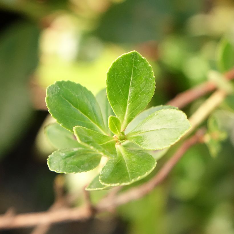 Escallonia C.F. Ball - Escalloniastruik (Blad)