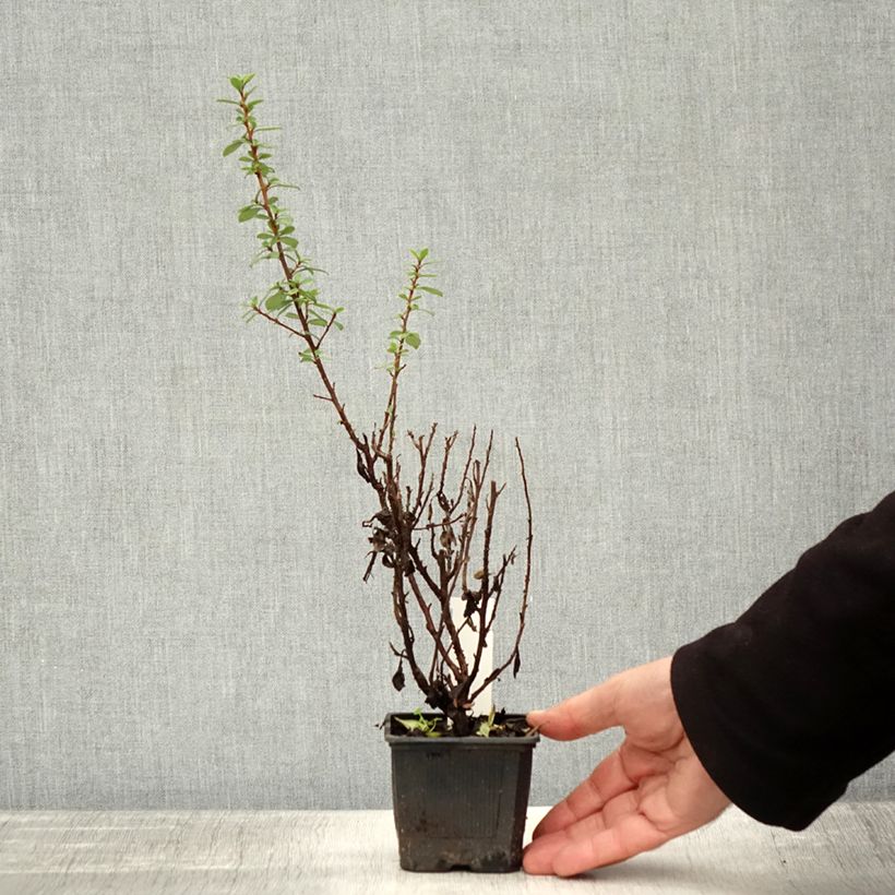 Exemplaar van Escallonia compacta Coccinea - Escalloniastruik Kweekpotje van 8/9 cm zoals geleverd in de herfst