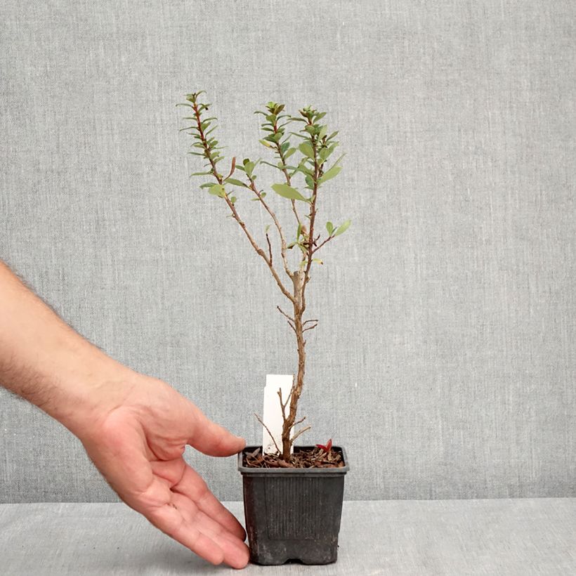 Exemplaar van Escallonia compacta Coccinea - Escalloniastruik Kweekpotje van 8/9 cm zoals geleverd in de zomer