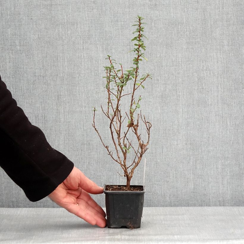 Example of Escallonia compacta Coccinea Kweekpotje van 8/9 cm as you get in hiver