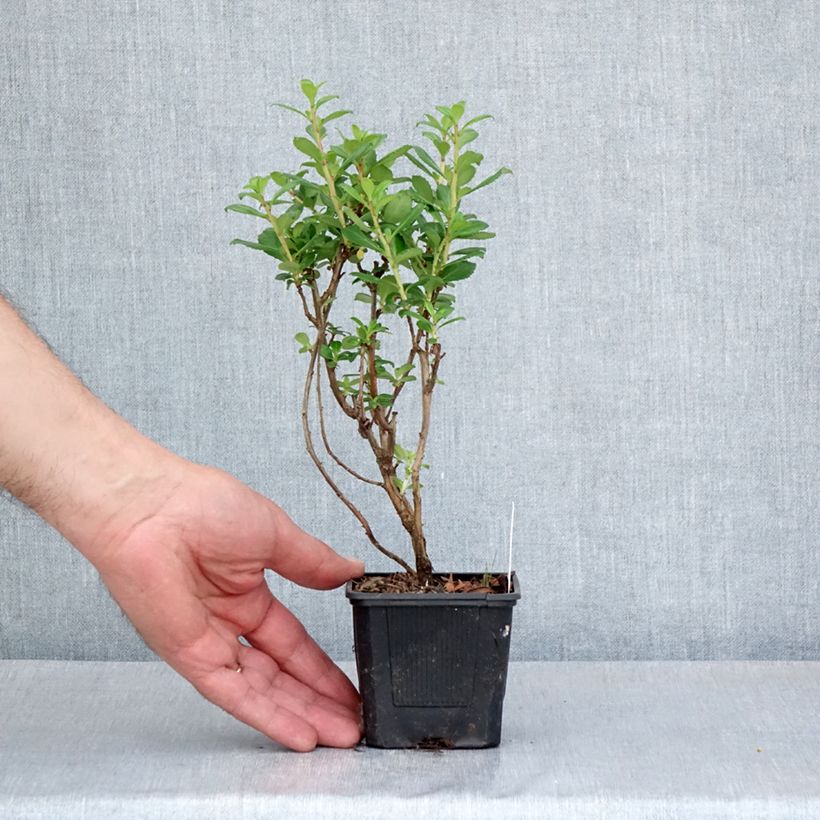 Exemplaar van Escallonia compacta Coccinea - Escalloniastruik Kweekpotje van 8/9 cm zoals geleverd in de lente