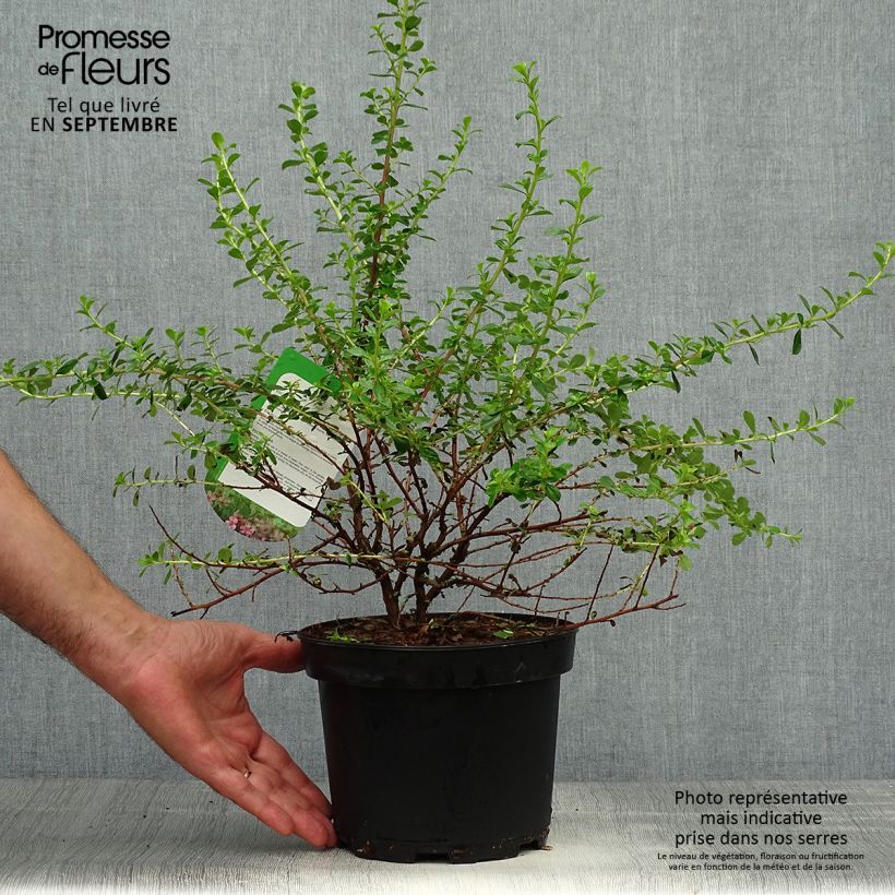 Exemplaar van Escallonia Darts Rosy Red - Escalloniastruik Pot van 2 l/3 l zoals geleverd in de herfst