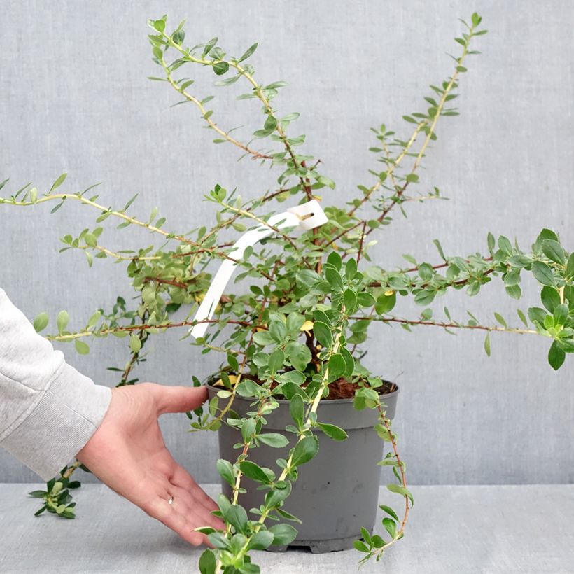 Example of Escallonia Donard Star Pot van 3 l/4 l as you get in automne