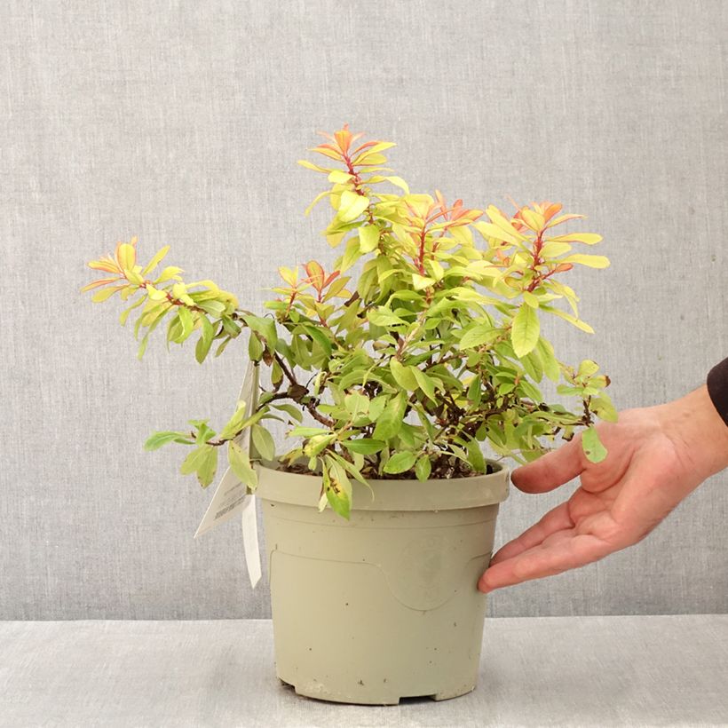 Exemplaar van Escallonia Glowing Embers - Escalloniastruik Pot van 3 l/4 l zoals geleverd in de herfst