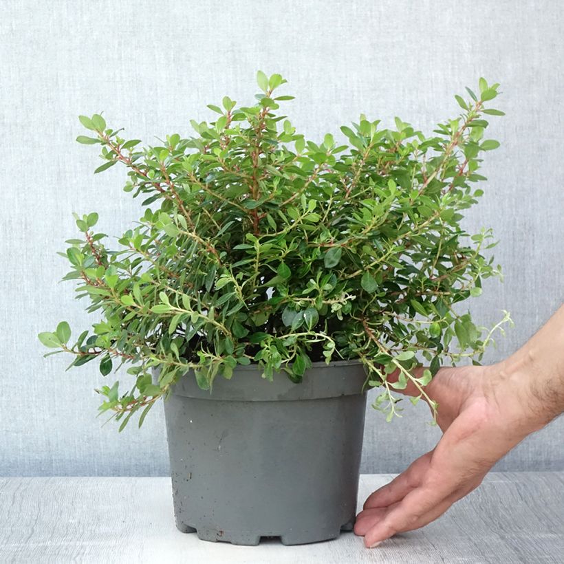 Exemplaar van Escallonia Red Dream - Escalloniastruik Pot van 2 l/3 l zoals geleverd in de zomer
