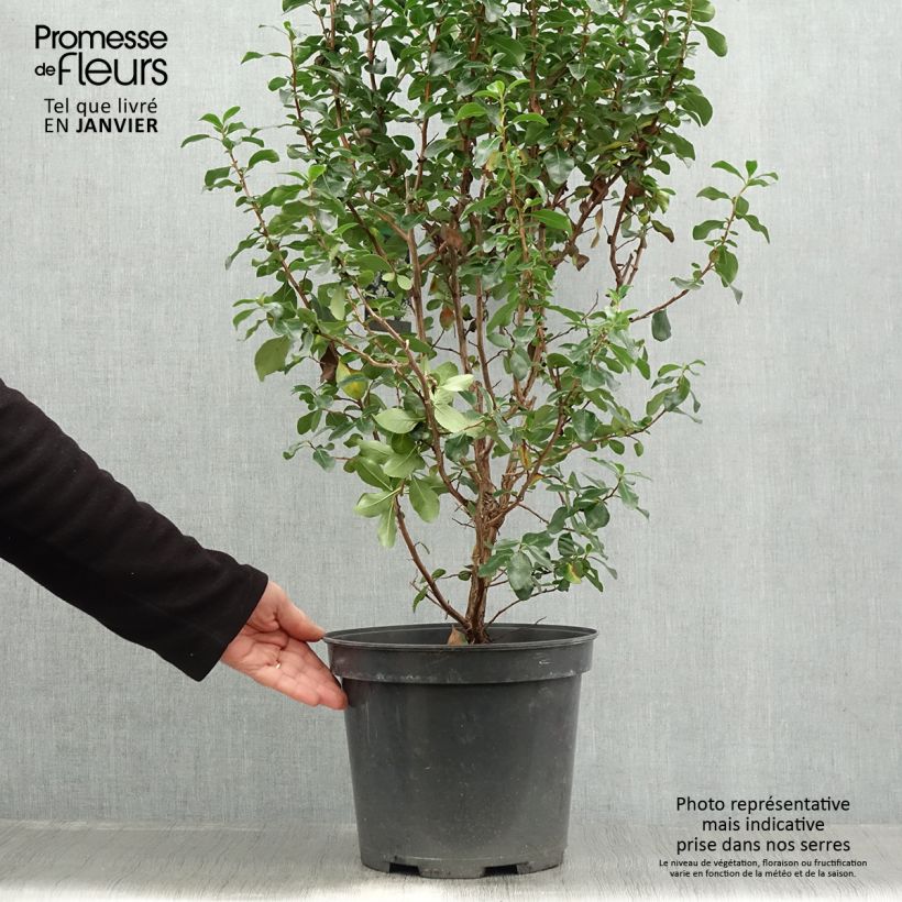 Example of Escallonia Iveyi - Escalloniastruik Pot van 7,5 l/10 l as you get in hiver