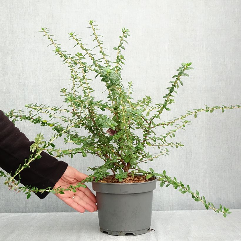 Exemplaar van Escallonia rubra Red Elf - Escalloniastruik Pot van 3 l/4 l zoals geleverd in de herfst