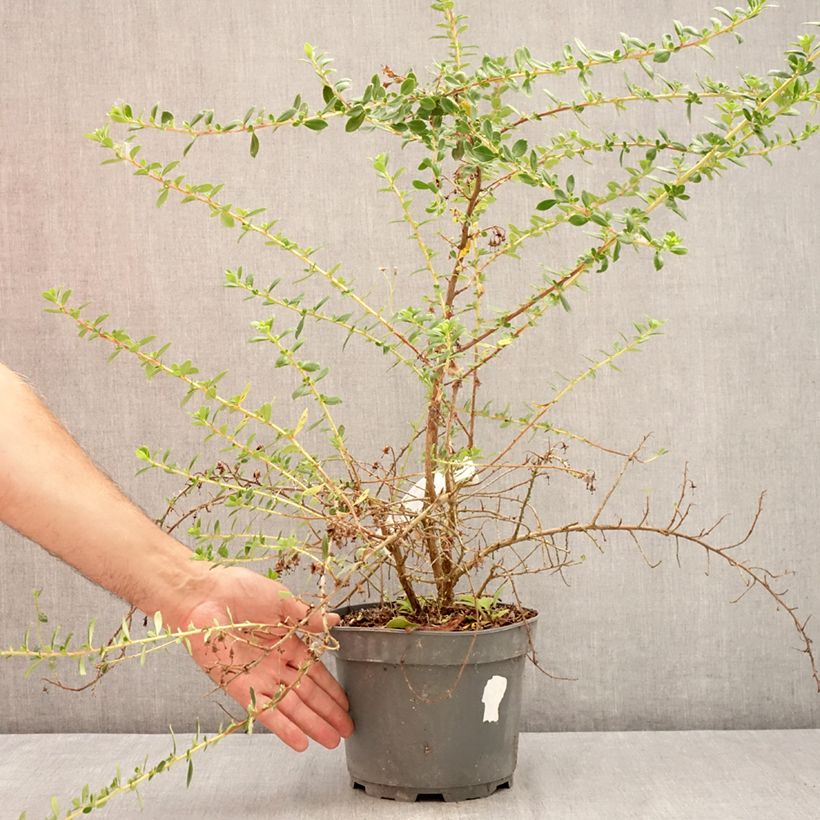 Example of Escallonia Red Elf Pot van 3 l/4 l as you get in ete