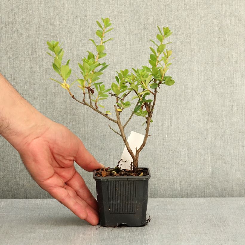 Exemplaar van Escalloniastruik Crimson Spire - Escallonia rubra Kweekpotje van 8/9 cm zoals geleverd in de lente