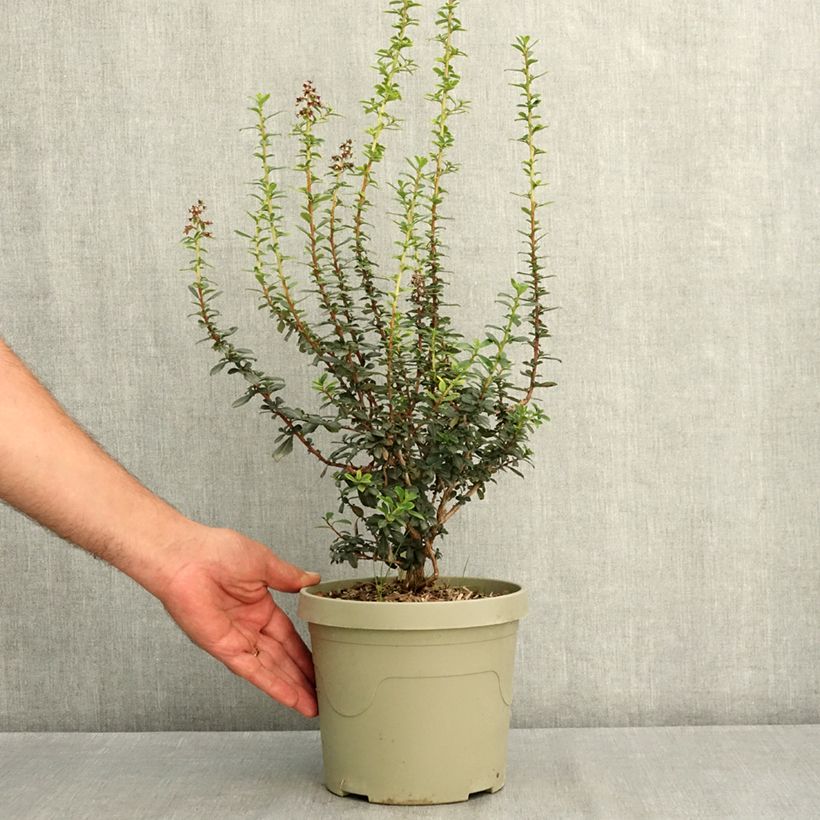 Exemplaar van Escallonia rubra Red Tower Pot van 3 l/4 l zoals geleverd in de zomer