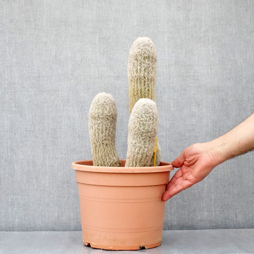 Example of Espostoa churinensis - Cactus cierge Pot van 7,5 l/10 l as you get in hiver