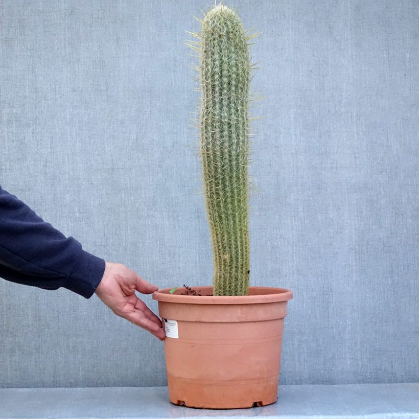Example of Espostoa lanata - Cactus cierge Pot van 7,5 l/10 l as you get in hiver
