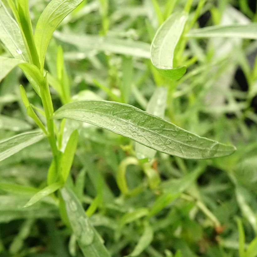 Dragon BIO - Artemisia dracunculus (jonge planten) (Blad)