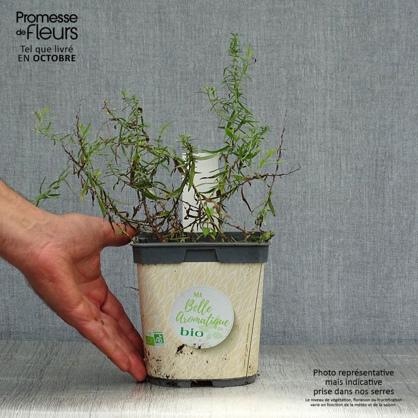 Exemplaar van Dragon BIO - Artemisia dracunculus (jonge planten) Pot van 1 l/1,5 l zoals geleverd in de herfst