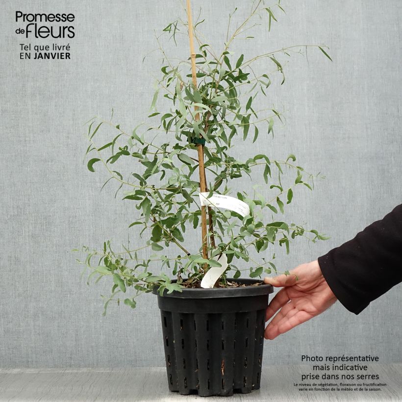 Example of Eucalyptus aggregata - Gommier noir Pot van 4 l/5 l as you get in hiver