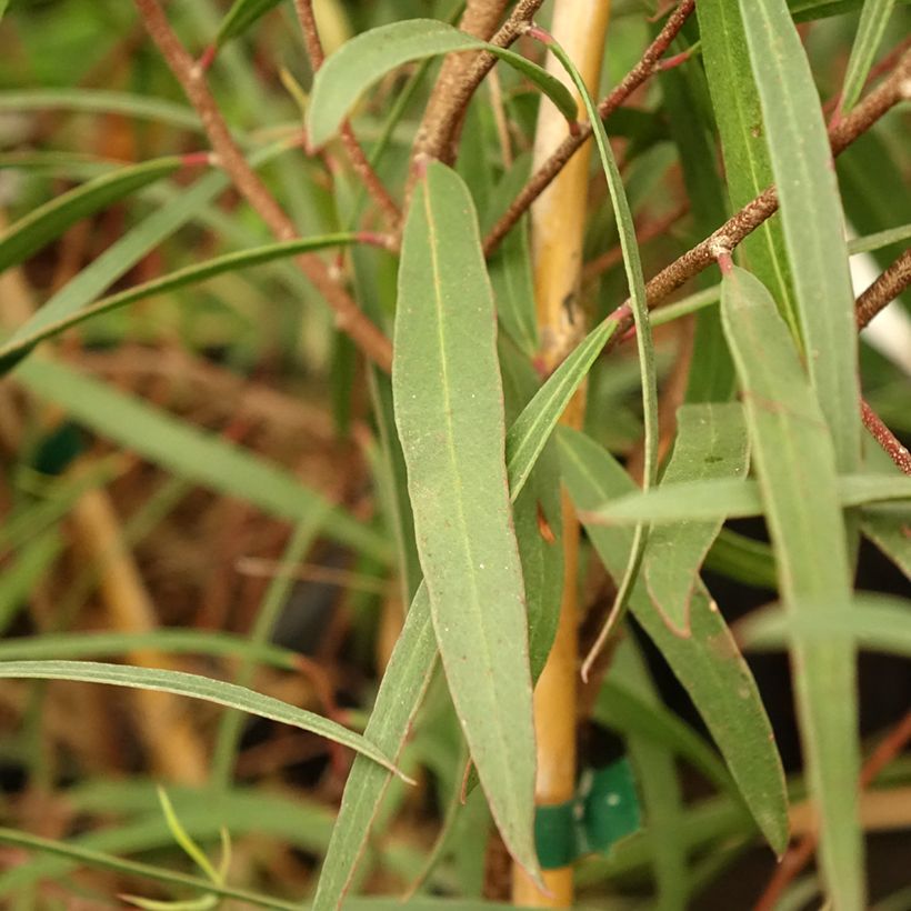 Eucalyptus apiculata - Smallebladige eucalyptus (Blad)