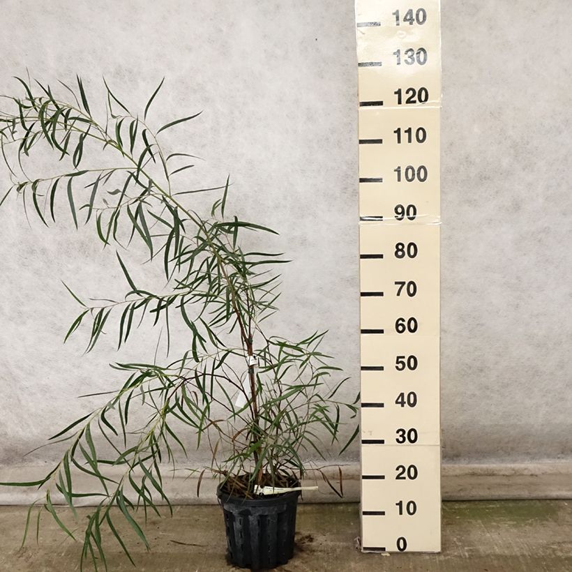 Exemplaar van Eucalyptus apiculata - Smallebladige eucalyptus Pot van 4 l/5 l zoals geleverd in de herfst