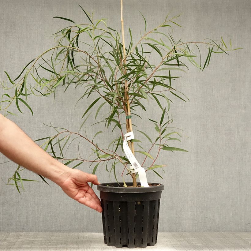 Exemplaar van Eucalyptus apiculata - Smallebladige eucalyptus Pot van 4 l/5 l zoals geleverd in de zomer