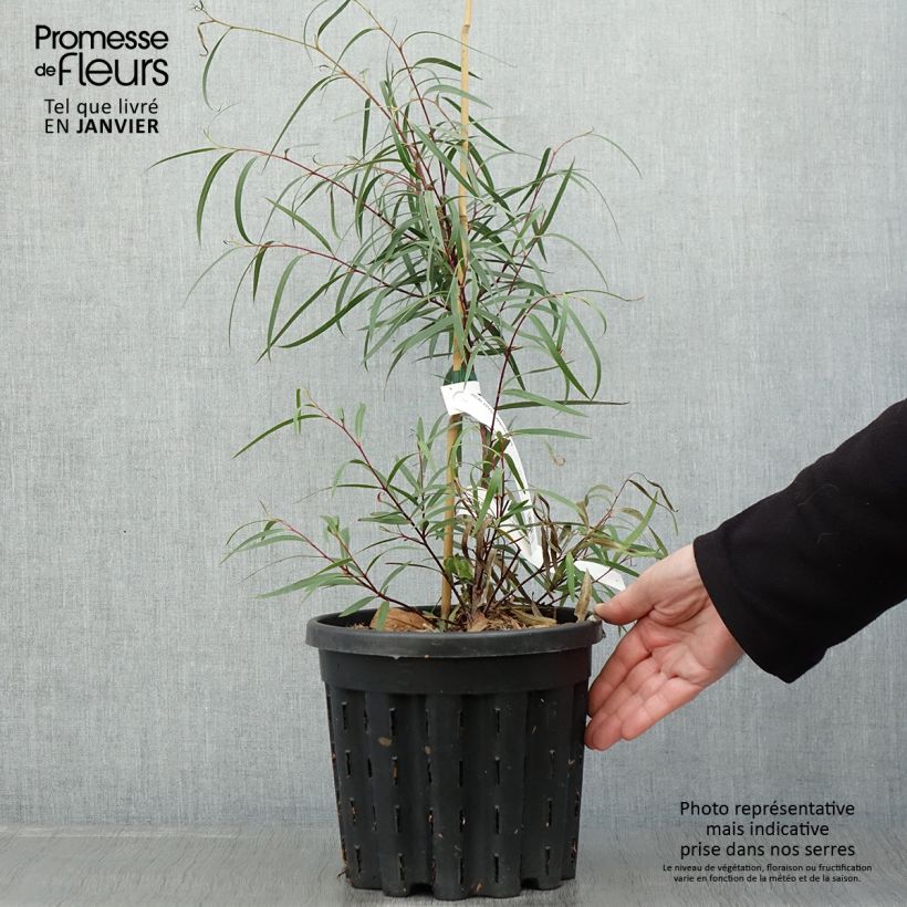 Example of Eucalyptus approximans - Mallee de Barren Mountain Pot van 4 l/5 l as you get in hiver