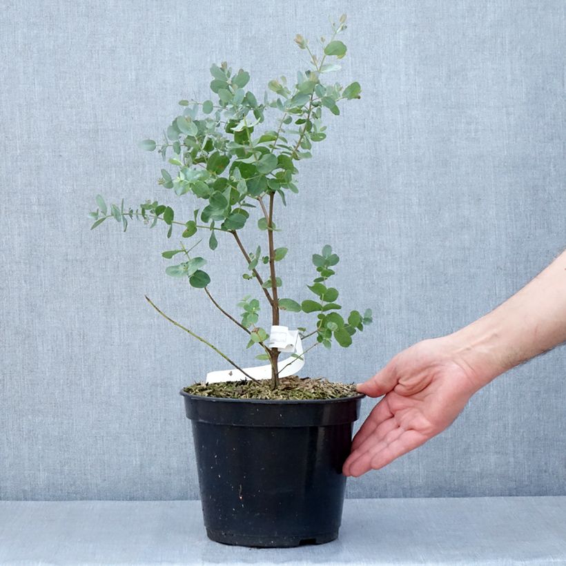 Exemplaar van Eucalyptus archeri Pot van 4 l/5 l zoals geleverd in de lente