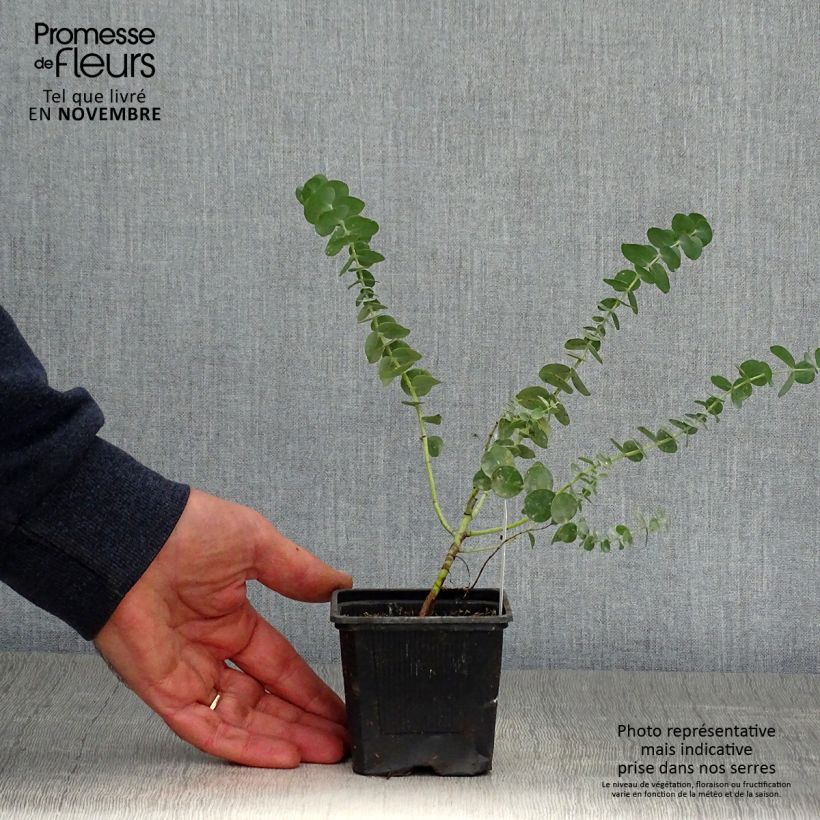 Exemplaar van Eucalyptus pulverulenta Baby Blue - Gomboom Kweekpotje van 8/9 cm zoals geleverd in de herfst