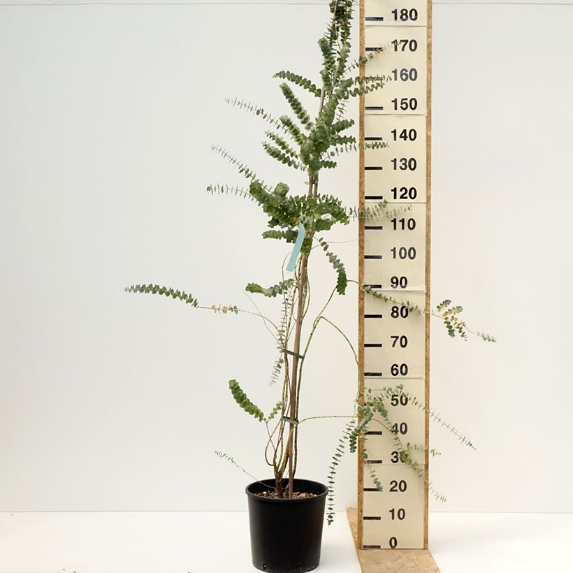 Exemplaar van Eucalyptus pulverulenta Baby Blue - Gomboom Pot van 7,5 l/10 l zoals geleverd in de lente