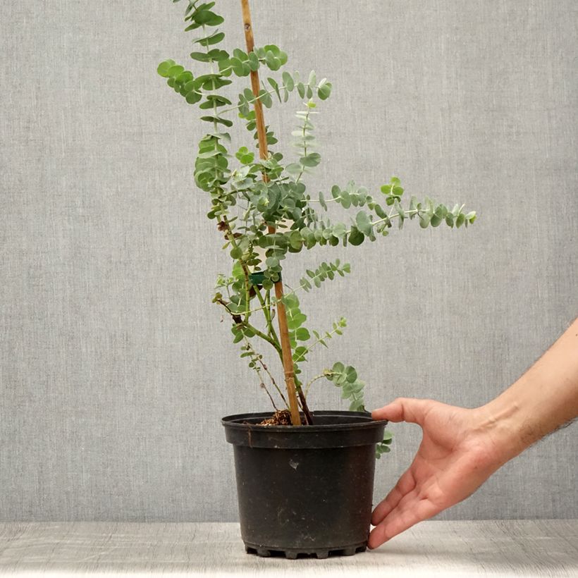 Exemplaar van Eucalyptus pulverulenta Baby Blue - Gomboom Pot van 2 l/3 l zoals geleverd in de zomer