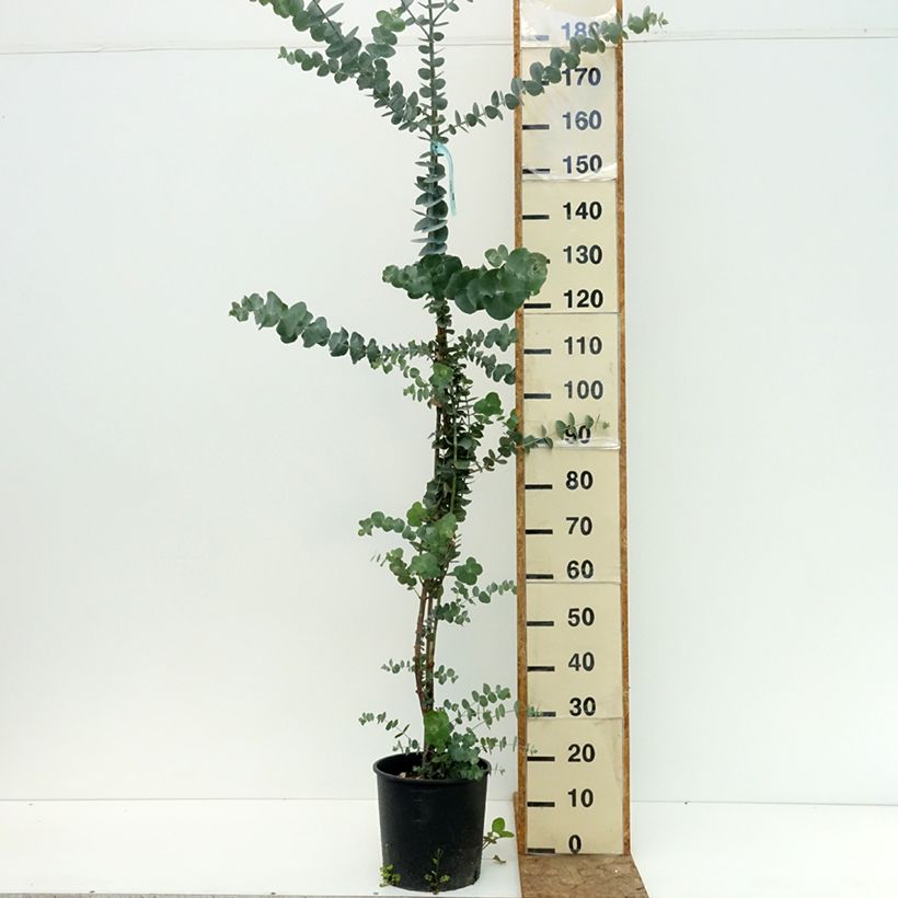 Exemplaar van Eucalyptus pulverulenta Baby Blue - Gomboom Pot van 4 l/5 l zoals geleverd in de zomer