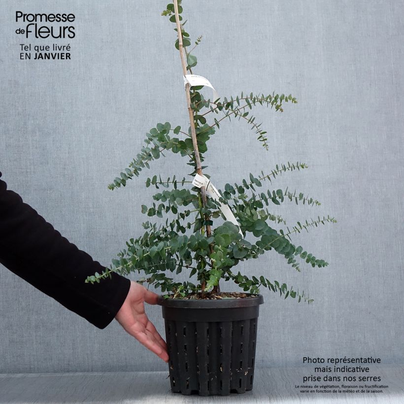 Example of Eucalyptus bridgesiana - Gommier de Bridges Pot van 4 l/5 l as you get in hiver