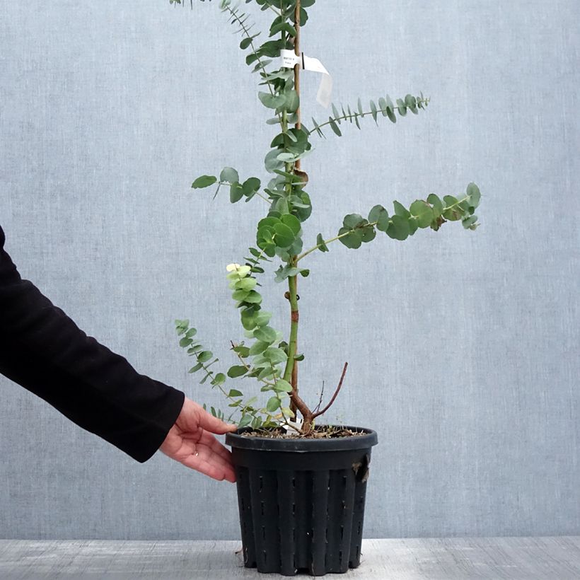 Exemplaar van Eucalyptus bridgesiana Pot van 4 l/5 l zoals geleverd in de lente