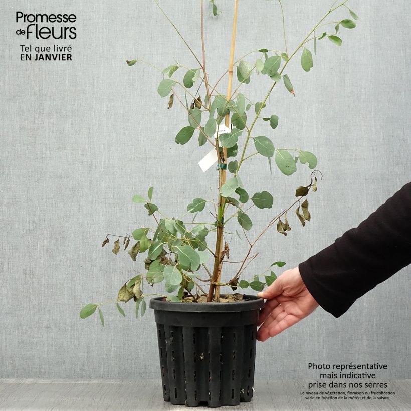 Example of Eucalyptus camphora subsp camphora - Gommier des marais Pot van 4 l/5 l as you get in hiver