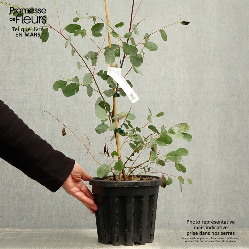 Exemplaar van Eucalyptus camphora subsp. camphora Pot van 4 l/5 l zoals geleverd in de lente