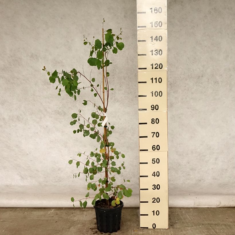 Exemplaar van Eucalyptus camphora subsp. humeana Pot van 4 l/5 l zoals geleverd in de zomer