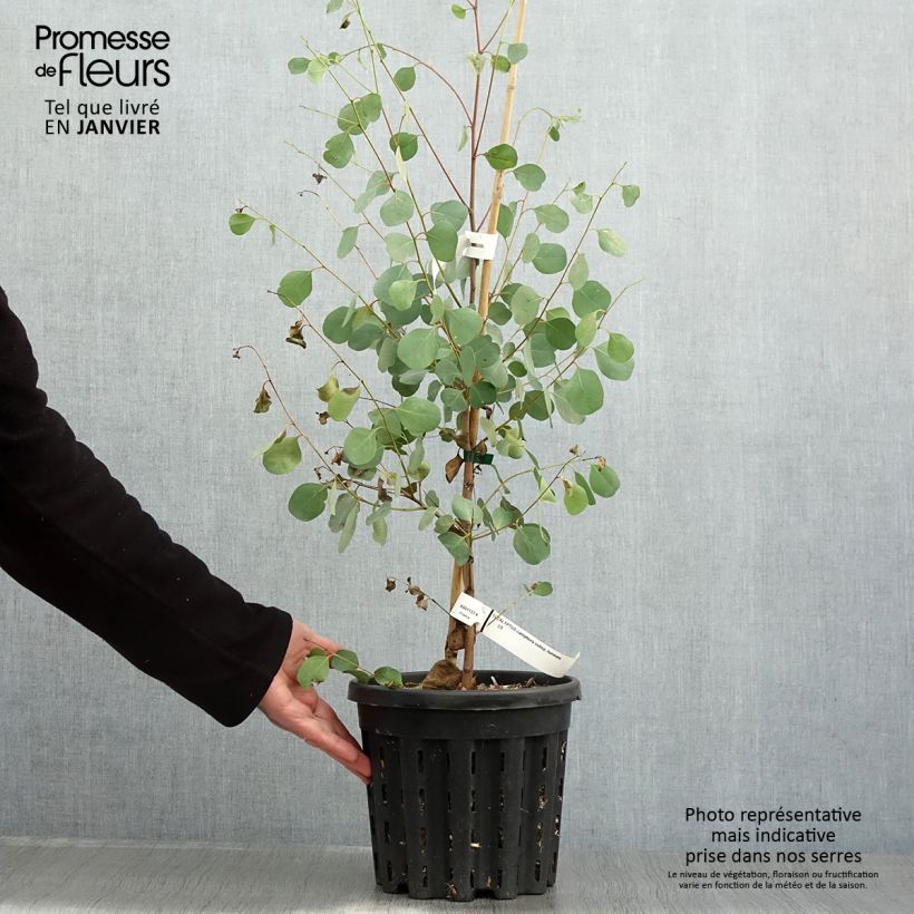 Example of Eucalyptus camphora subsp humeana - Gommier des marais de montagne Pot van 4 l/5 l as you get in hiver