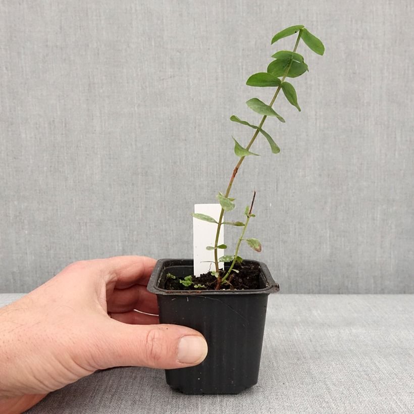 Example of Eucalyptus cinerea Silver Dollar - Gomboom Kweekpotje van 8/9 cm as you get in hiver